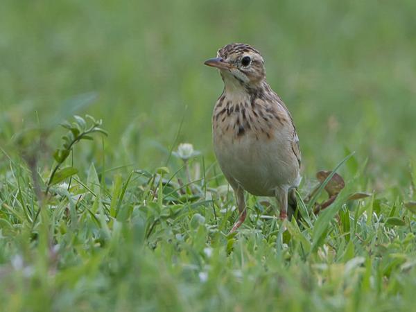 <h3><a href="/trips/srilanka/biota/animalia/chordata/aves/040 passeriformes/119 motacillidae/anthus rufulus/anthus rufulus-nl.html">Anthus&nbsp;rufulus</a> / Paddyfield&nbsp;pipit / Oriã«ntaalse&nbsp;pieper</h3>NIKON D500 met AF-S Nikkor 80-400mm f/4.5-5.6G ED VR, 1/250 sec  bij F8.0, ISO 200, afstand 11.8&nbsp;m